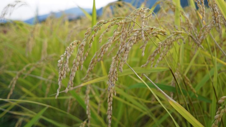 【日本の稲作】食糧管理制度から米の輸入自由化までを解説