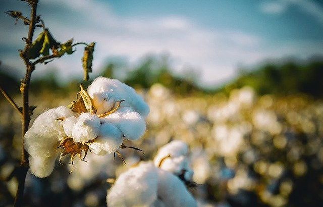 綿花栽培の盛んな地域や収穫時期を解説します